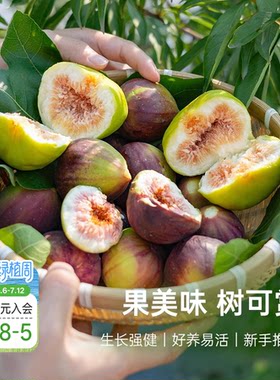 海蒂的花园无花果树果苗盆栽庭院家庭地栽水果树苗好种易养