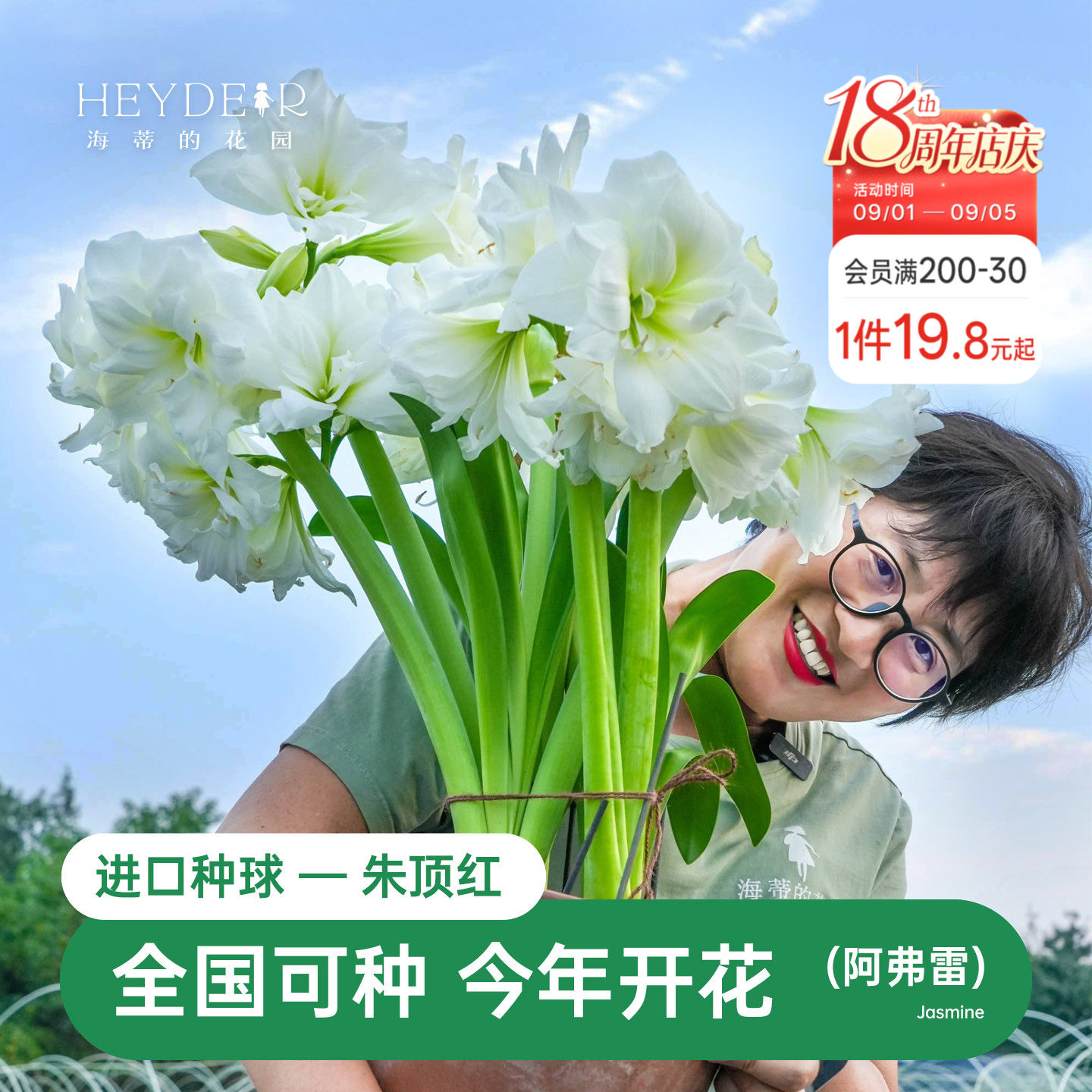 海蒂的花园朱顶红进口种球重瓣阿弗雷白色室内阳台开花球根植物图片