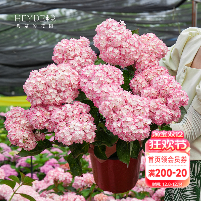 恋物语重瓣大花带眼线边绣球