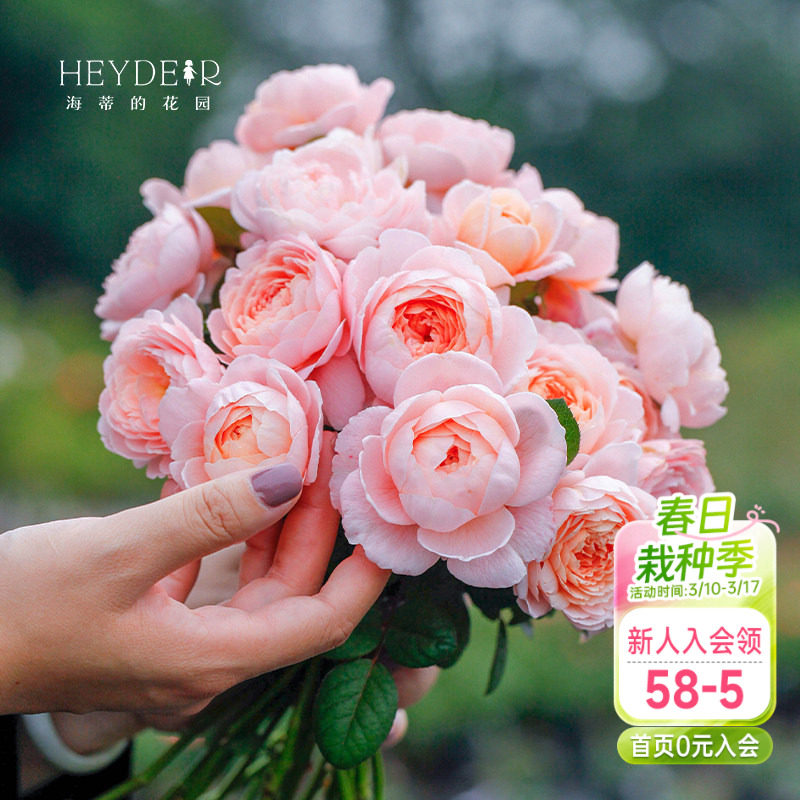 海蒂的花园瑞典女王直立月季包子仙美花量大表现好庭院植物盆栽苗