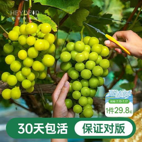 阳台果树阳光玫瑰葡萄苗