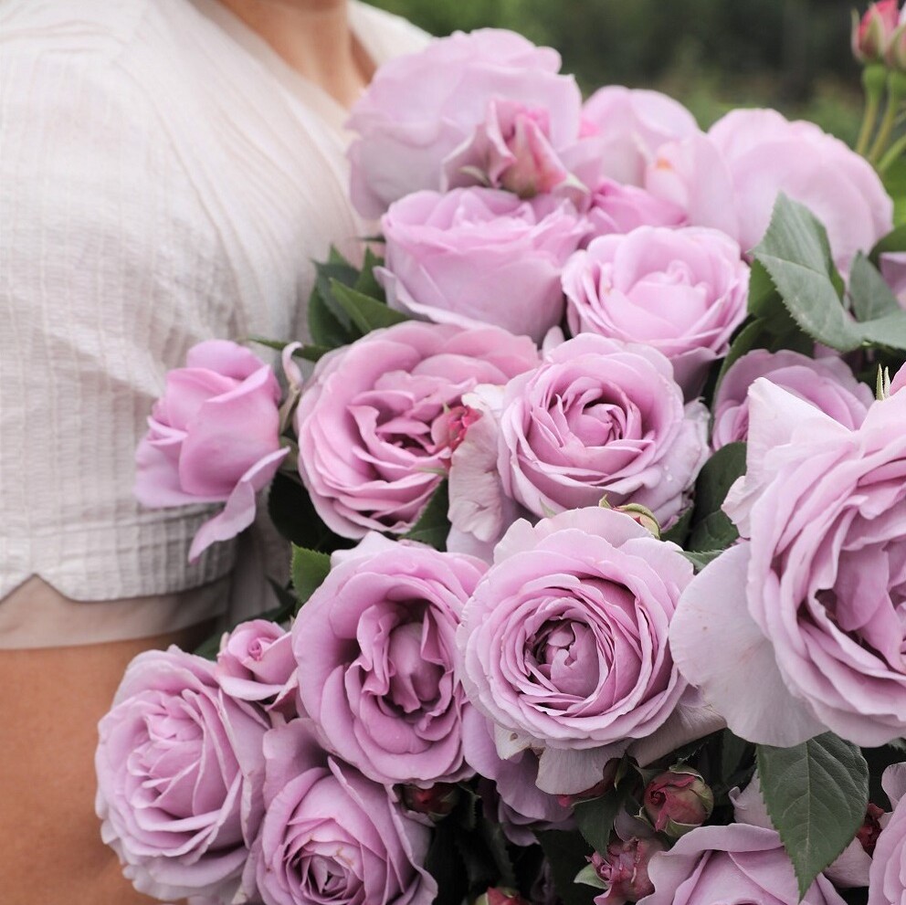 海蒂的花园  浪漫橙色云裳和室桃灼蓝天海妈勤花阳台月季盆栽苗