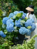 海蒂的花园 Гортензия в горшках, рассада цветов, бесконечное лето, большие цветы, цветы Wanhua, зеркало, балкон, сад, двор, растения