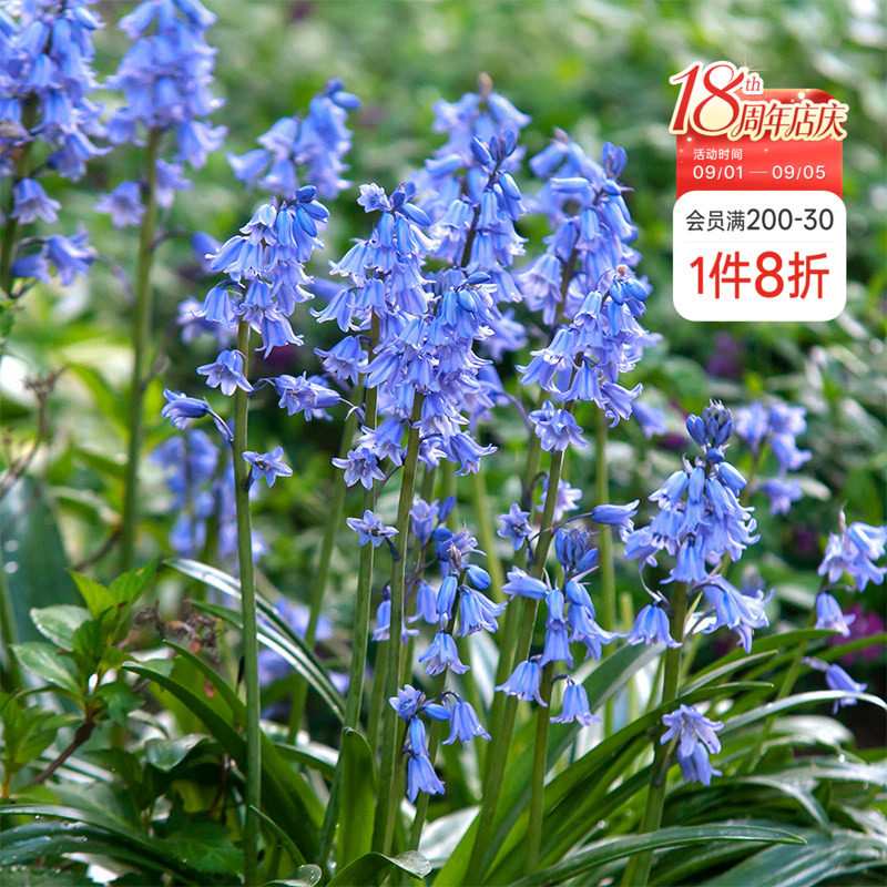 海蒂的花园多年生阳台花卉植物图片