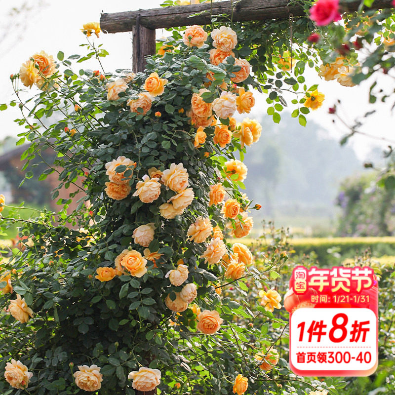 海蒂的花园黄金庆典爬藤月季欧月攀援有香味包子型花量大多季开花,鲜花速递/花卉仿真/绿植园艺,月季/蔷薇/玫瑰,淘宝优惠券,粉丝福利购,淘宝优惠卷