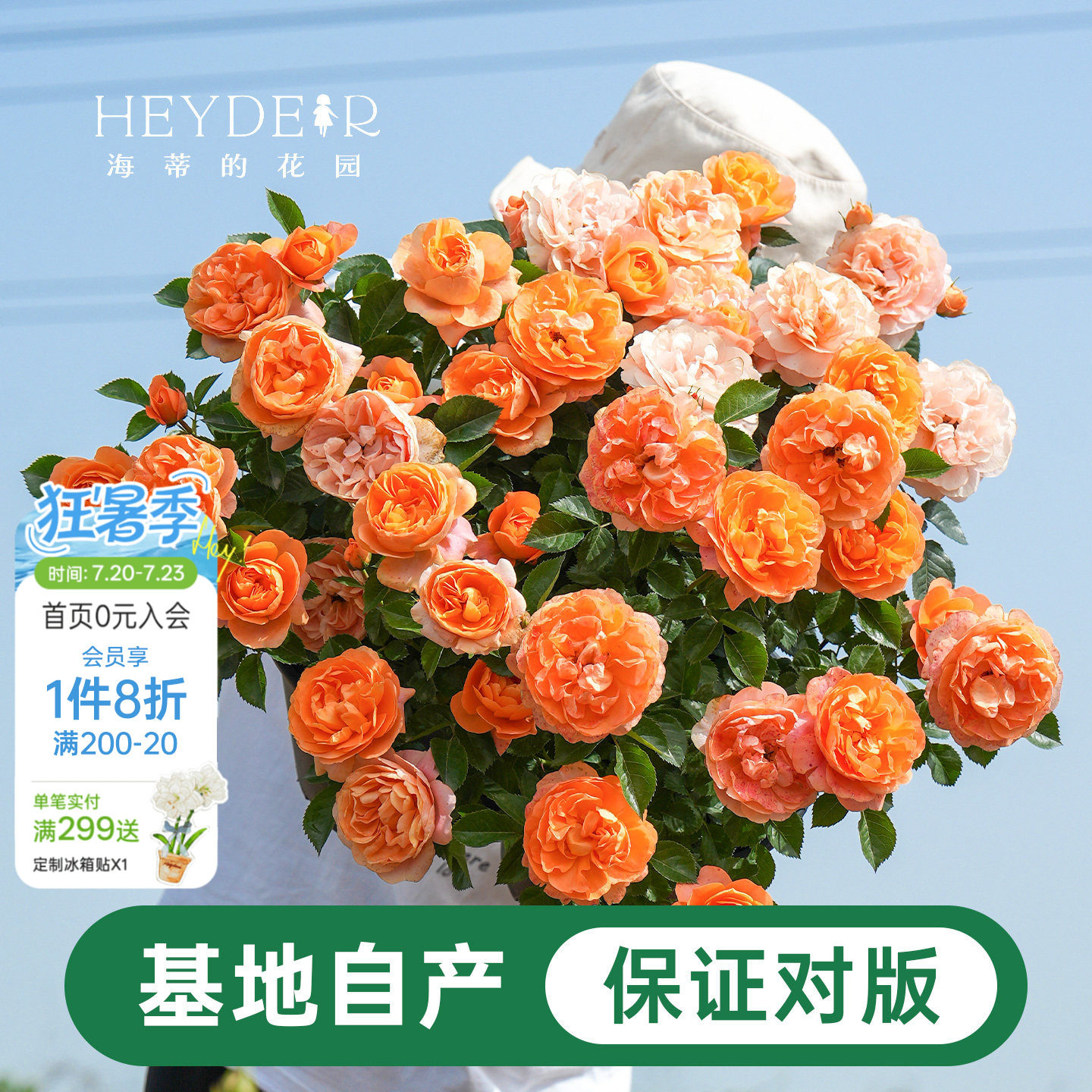 海蒂的花园月季花苗盆栽小苗爬藤玫瑰果汁阳台多季开花地栽花苗