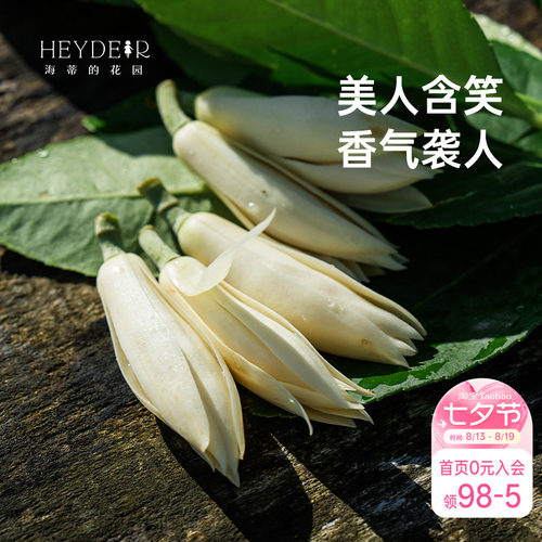 海蒂的花园黄葛兰黄角兰白兰花四川本土植物耐热香味花卉树苗盆栽