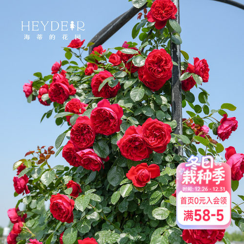海蒂的花园藤本月季庭院拱门爬墙