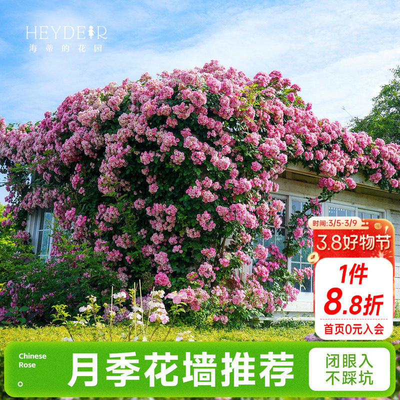 海蒂的花园成都总店月季花苗爬藤花墙藤本玫瑰盆栽花卉绿植海妈家