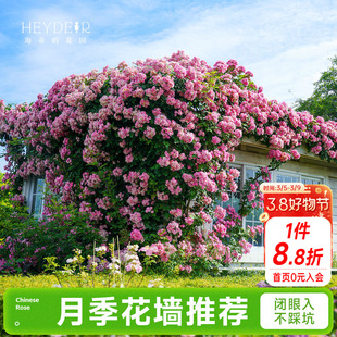 海蒂的花园成都总店月季花苗爬藤花墙藤本玫瑰盆栽花卉绿植海妈家