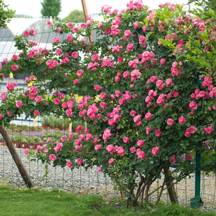 花苗欧月勤花藤本庭院花卉植物盆栽 海蒂 花园粉色达芬奇爬藤月季