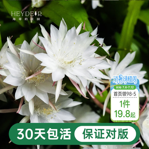 海蒂的花园昙花好养有香味花卉