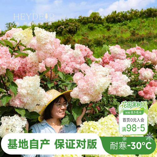 海妈北方耐寒耐旱植物花卉盆栽