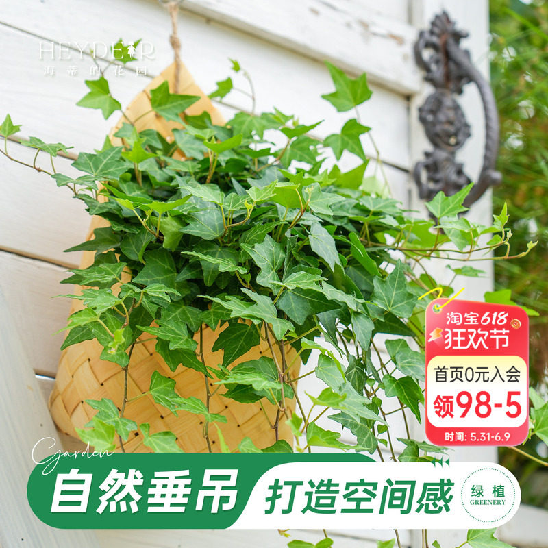 海蒂的花园常春藤木编挂盘室内阳台常绿耐阴观叶绿植绿化植物盆栽
