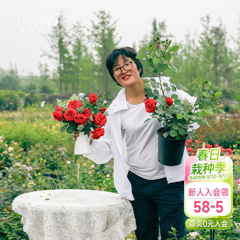 海蒂的花园红苹果灌木红色月季包子花型抗病室外阳台花卉植物