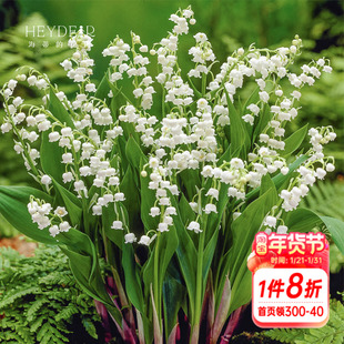 海蒂的花园铃兰种球多年生好养阳台切花庭院花卉盆栽花境植物球根