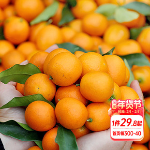 海蒂的花园脆皮金桔柑橘橘子树枇杷树苗石榴树盆栽阳台果苗桔子