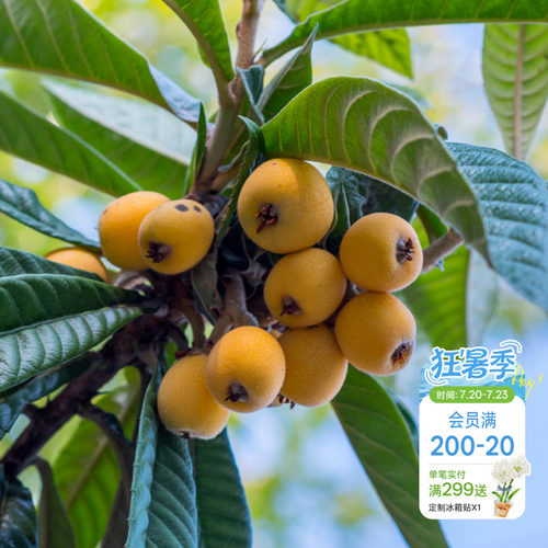 白沙枇杷南北方种植海蒂的花园