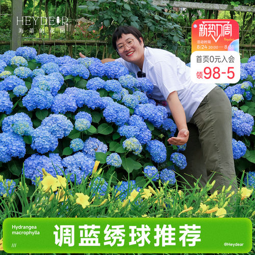 海蒂的花园成都总店易调蓝大花绣球花苗无尽夏花卉盆栽植物