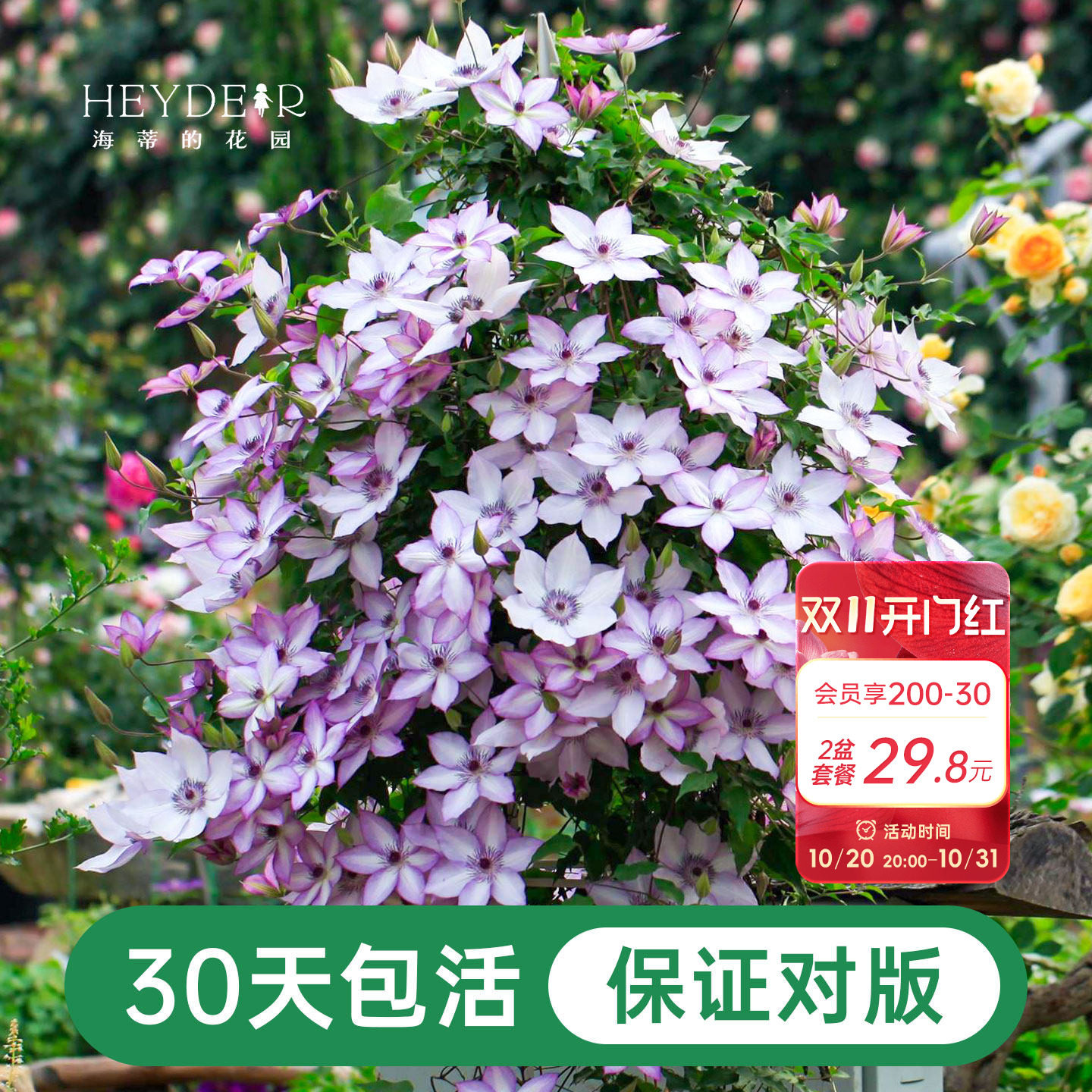 海蒂的花园铁线莲盆栽苗乌托邦倒影银币铃铛爬藤栅栏阳台花卉海妈