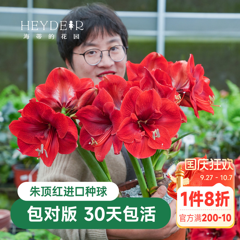 海蒂的花园成都朱顶红进口种球重瓣盆栽【30天包活 保证对版】