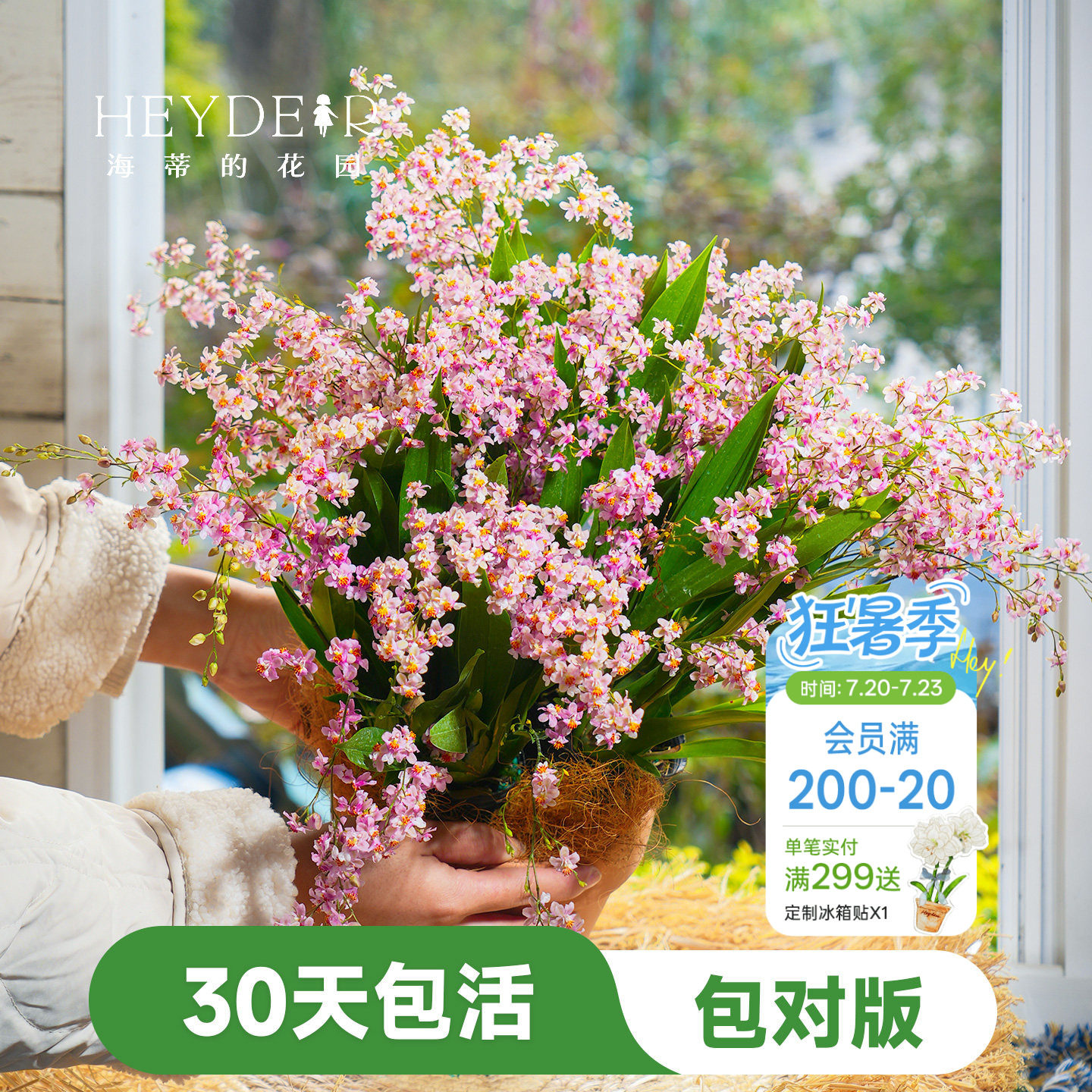 海蒂的花园梦香文心兰盆栽室内兰花植物桌面绿植海妈家成都总店