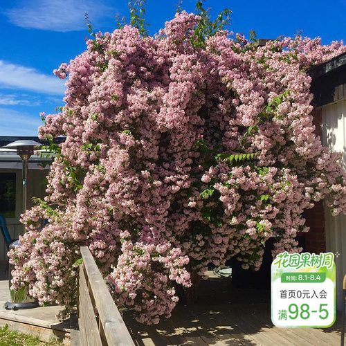 海蒂花灌木多年生猬实花卉