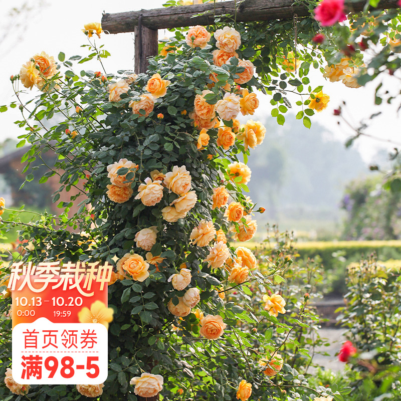 海蒂的花园黄金庆典有香味爬藤