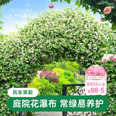 海蒂的花园风车茉莉苗爬藤植物