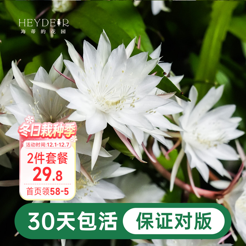 海蒂的花园昙花好养有香味花卉