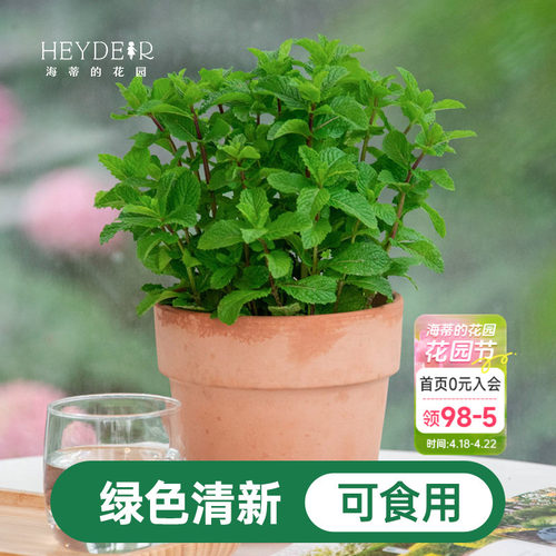 海蒂的花园薄荷盆栽苗