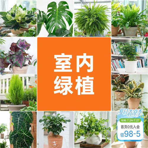 海蒂的花园室内绿植铂金钻龟背竹盆栽室内客厅桌面办公室观叶植物