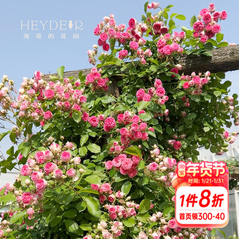 海蒂的花园  胭脂扣丰花月季爬藤花墙花架栅栏拱门抗病花卉盆栽苗,鲜花速递/花卉仿真/绿植园艺,月季/蔷薇/玫瑰,淘宝优惠券,粉丝福利购,淘宝优惠卷