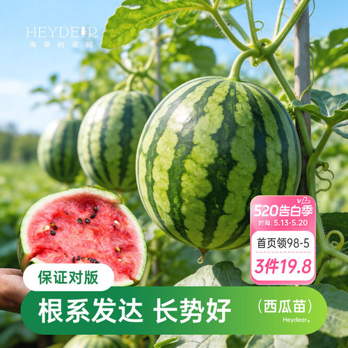 海蒂的花园西瓜苗麒麟8424美都南方阳台盆栽老品种无籽秧苗海妈家