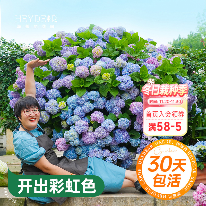 海蒂的花园绣球花苗无尽夏大海蓝万华镜阳台四季种植物树苗盆栽