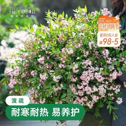 春天花瀑布溲疏海蒂的花园灌木