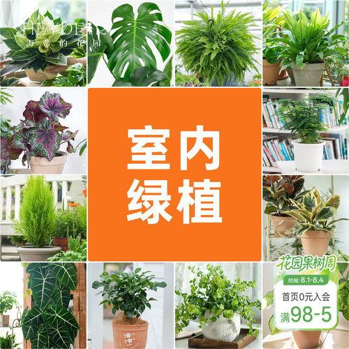 海蒂的花园室内绿植铂金钻龟背竹盆栽室内客厅桌面办公室观叶植物