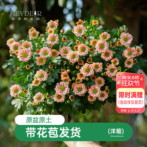 乒乓菊盆栽带花苞耐热耐晒