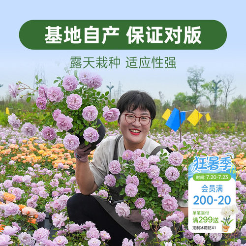 海蒂的花园月季花苗盆栽小苗爬藤玫瑰果汁阳台地栽花苗