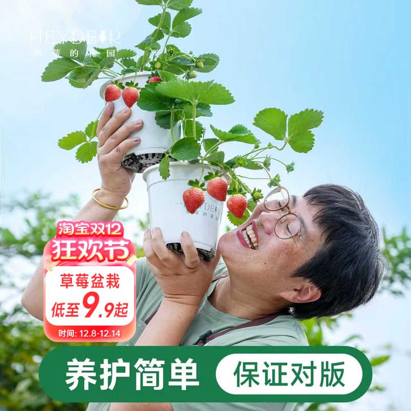 海蒂的花园家庭阳台草莓盆栽对版