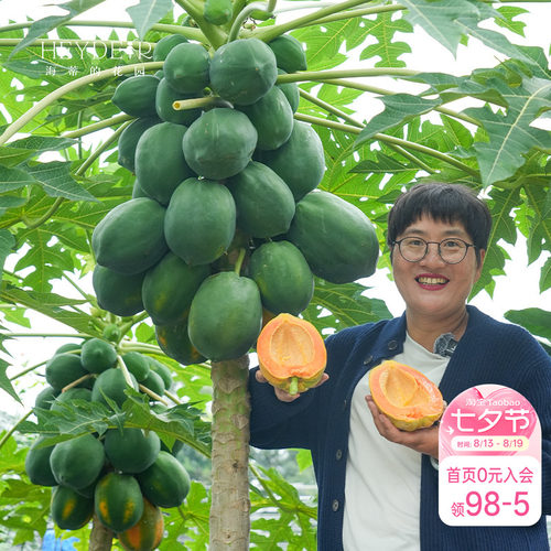 海蒂的花园 水果木瓜树苗盆栽苗南方种植庭院盆栽地栽果树果苗