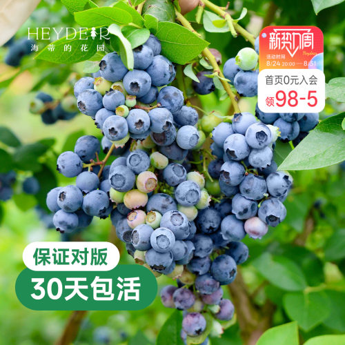 带花苞今年收果盆栽苗