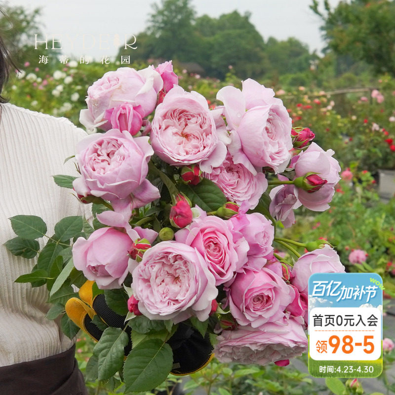 海蒂的花园自由精神奥斯汀月季爬拱门浓香包子长势强健花卉盆栽苗