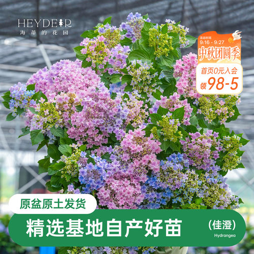 重瓣绣球佳澄蓝粉可调色