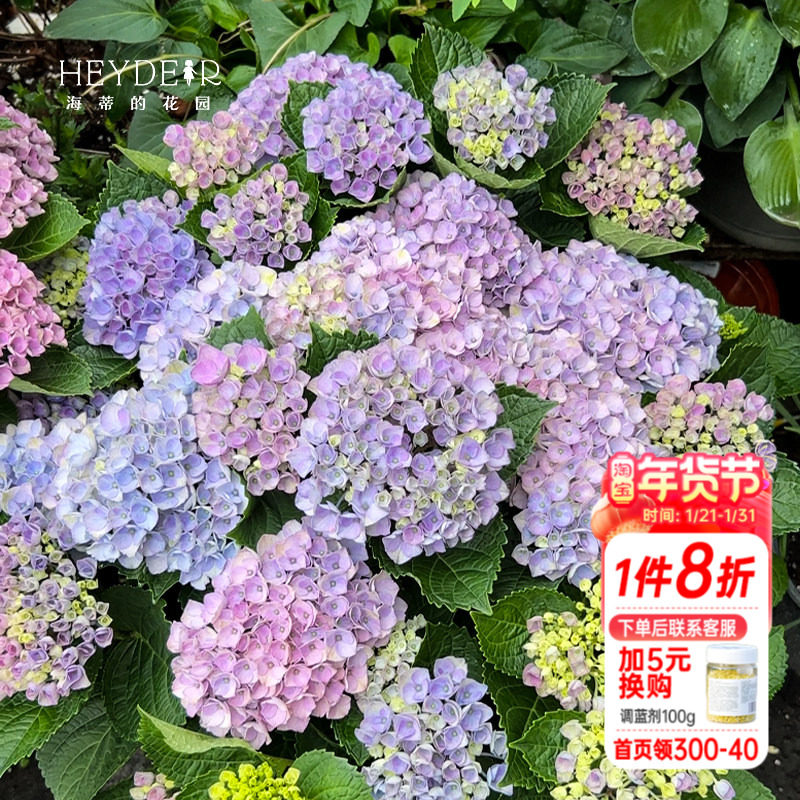 海蒂的花园 魔幻革命绣球魔幻系列好养室外阳台庭院盆栽花卉植物,鲜花速递/花卉仿真/绿植园艺,绣球/木绣球/木本植物,淘宝优惠券,粉丝福利购,淘宝优惠卷