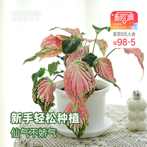 海蒂的花园 彩叶芋盆栽苗粉色飞溅白色恋人桌面观叶植物室内绿植
