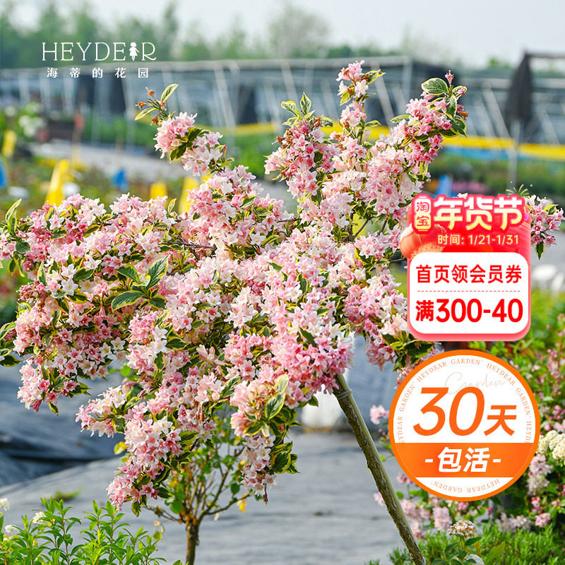 海蒂的花园花叶锦带乌木象牙红宝石灌木耐寒庭院造景植物花卉盆栽,鲜花速递/花卉仿真/绿植园艺,观叶 /花灌木,淘宝优惠券,粉丝福利购,淘宝优惠卷