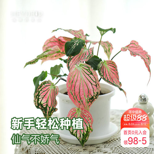 海蒂的花园 彩叶芋盆栽苗粉色飞溅白色恋人桌面观叶植物室内绿植