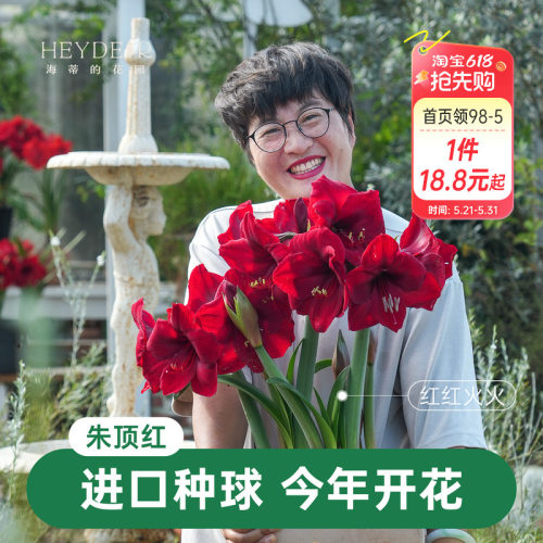 【小红书10万人种草】进口朱顶红