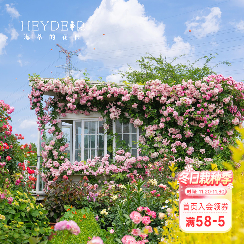 月季露台庭院春季开花爆花